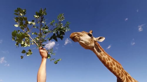 Donner des feuilles à une girafe en captivité
