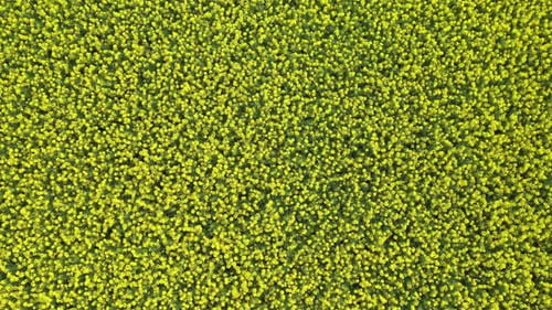 Rapeseed Field 15