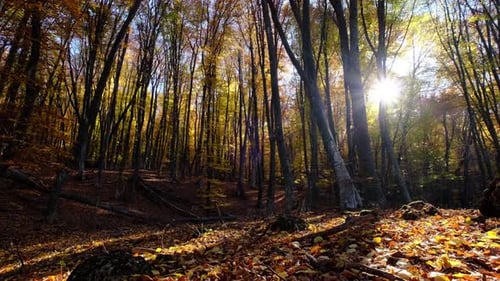 Autumn Forest Landscape with Golden Sunlight