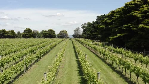 AERIAL Over Rows Of Grapevines At Vineyard On A Sunny Day