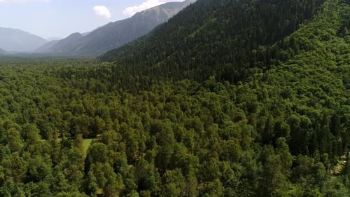 Aerial View Green Forest Trees and Mountain