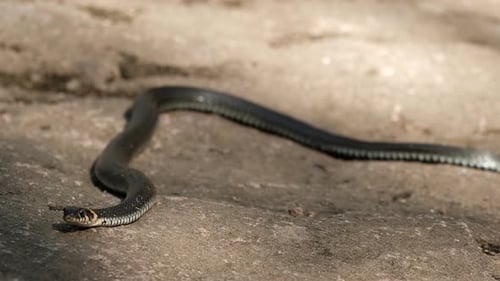 Black Snake Slithering Across Gray Stone Surface