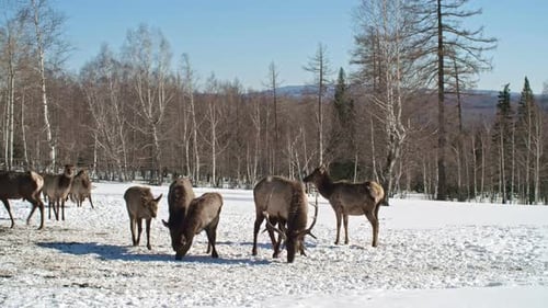 Deer Grazing in a Snowy Forest