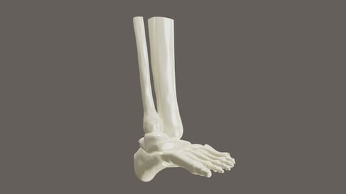 Rotating 3D Render of Human Foot and Ankle Bones Anatomy