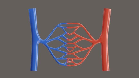 Animated Capillary Network with Artery and Vein Blood Flow, Backgrounds ...