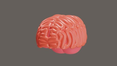 Modern 3D Brain Model Rotating Seamlessly
