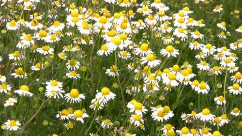 Camomile Field