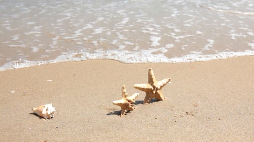 Seesterne am Strand