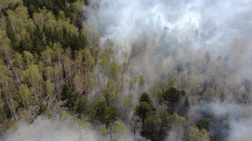 Top View of an Invincible Forest Fire
