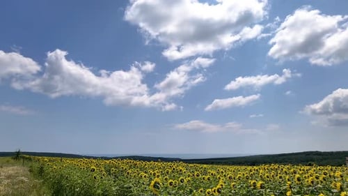 Scenic Sunflower Field Under a Summer Sky
