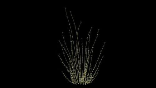 Growing Blue Flowers Botanical Animation