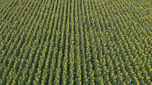 Aerial View of Sunflower Field
