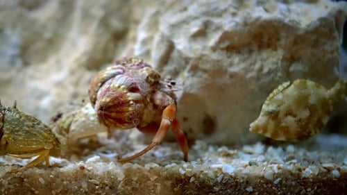 Green Crab or Shore Crab Carcinus Maenas Moves Along the Bottom Covered with Stones and Algae Sea