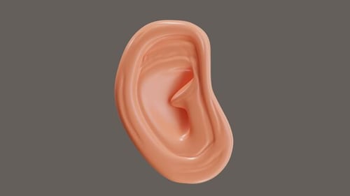 Stylized 3D Human Ear Anatomy Rotation