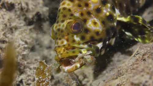 Animal behaviour video of a colourful fish eating a crustacean
caught in its mouth