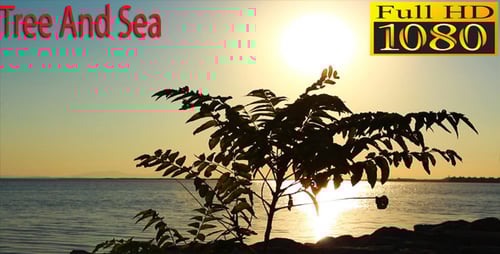 Tree And Sea