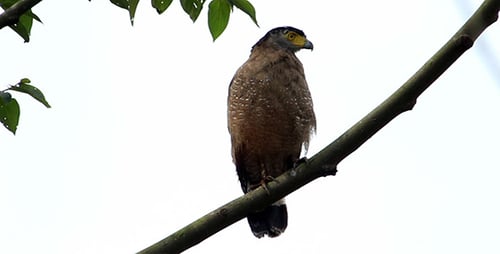 Aigle serpent huppé - Spilornis Cheela