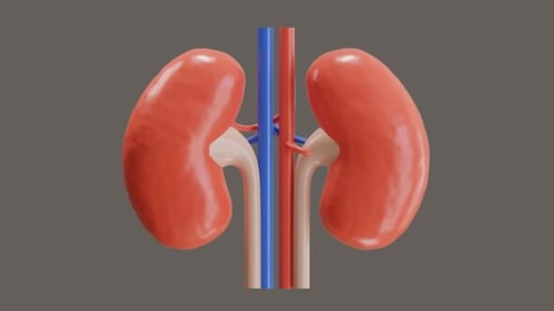 3D-Animation der Nierenfunktion zur Blutfilterung