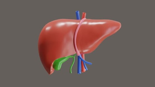 3D Human Liver Anatomy Rotation Animation