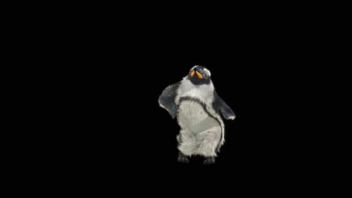 Penguin Dancing HD
