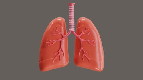 3D Rotating Human Lungs Anatomy for Medical and Science Projects