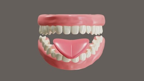 3D Animated Human Jaw and Oral Cavity Anatomy Rotation