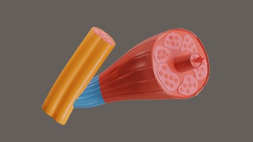 3D Animation of Human Muscle Fiber Structure