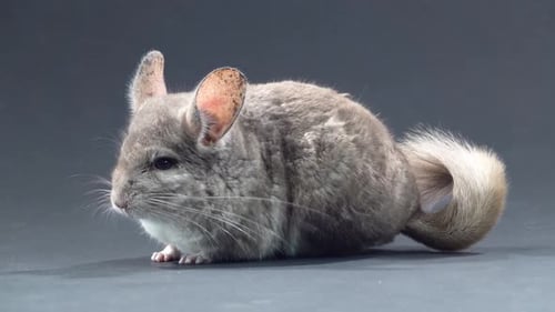 Gray Chinchilla at Black Background. Close Up
