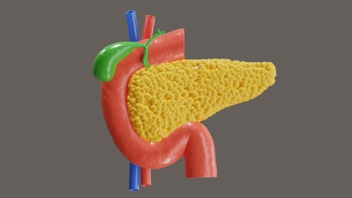 3D Rotating Pancreas Gallbladder Human Anatomy Medical Visualization