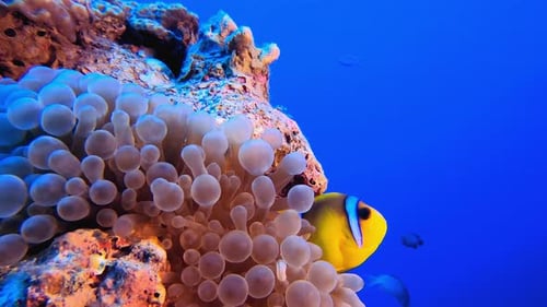 Sea Life Clownfish