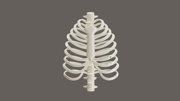 3D Animation of Humans have 12 pairs of ribs, Backgrounds Motion ...