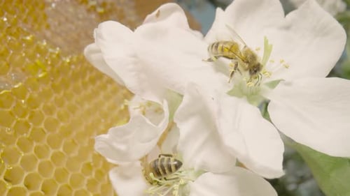 Bees Collect Pollen from Flower Next to Honeycomb