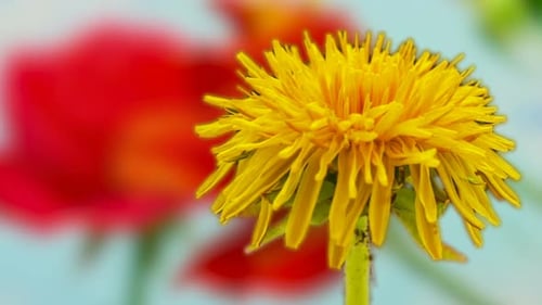 Pusteblume Blossom TimeLapse
