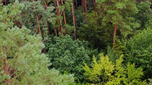 Green nature