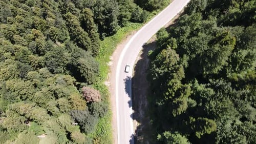 Road with Green Forest