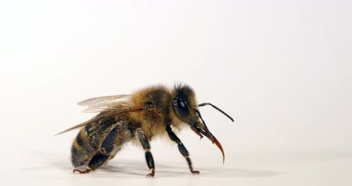 European Honey Bee, apis mellifera, Black Bee grooming against White Background, Normandy