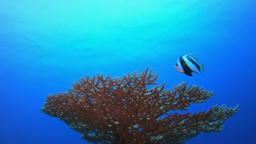 Colourful Ambience Fish