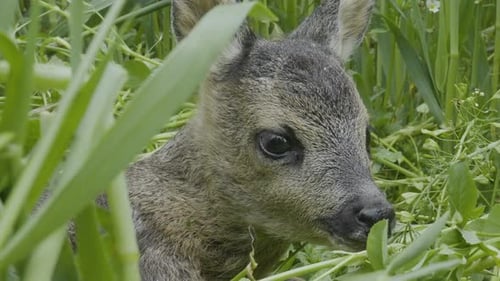 Newborn Baby Deer, Close Up. Scared Little Fawn in Green Grass, Full Frame