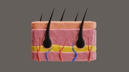 3D Animation of The skin helps regulate body temperature