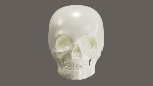 Glossy 3D Human Skull Rotating on Black Background