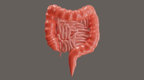 3D Animation of Small Intestine Gastrointestinal Tract
