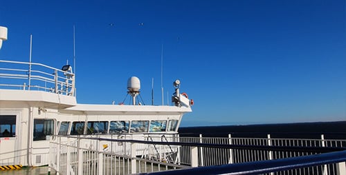 Möwen über dem Schiff