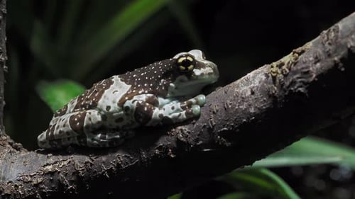 Amazon milk frog on branch, Trachycephalus resinifictrix
