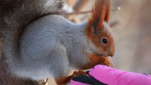 Fearless Squirrel