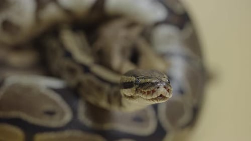Royal Python or Python Regius on Wooden Snag in Studio Against a Beige Background