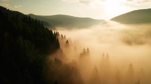 Majestic Mountains and Forests Engulfed in Morning Mist