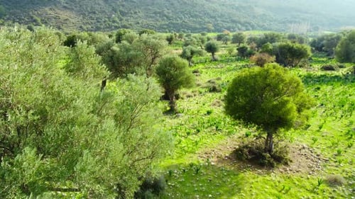 Mediterrane Landschaftsdrohne fliegt langsam durch Olivenbäume Schöne Natur Blick auf Green Grove