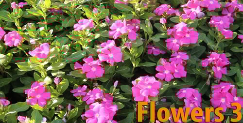 Vibrant Pink Flowers in Lush Green Garden