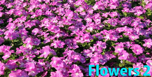 Flowers 2