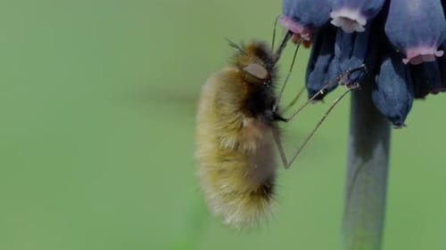 Fuzzy Insect Hanging On Purple Flower Stem